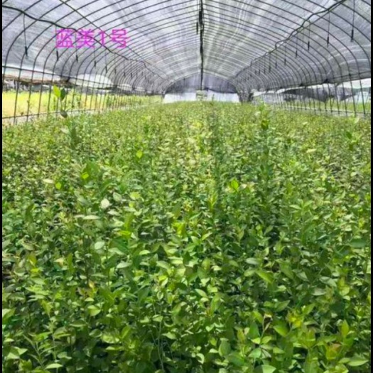 诸暨市高从蓝莓苗 蓝莓