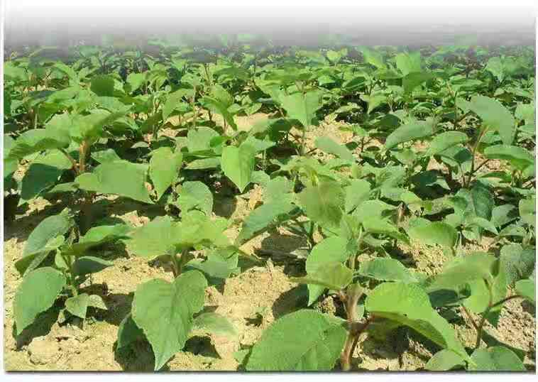 东红猕猴桃苗  红阳猕猴桃苗，南北方适宜种植，基地直销三包发货