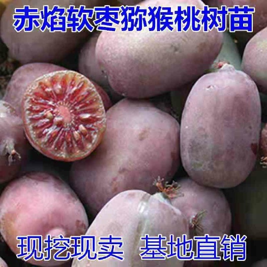 平邑县赤焰软枣猕猴桃苗，南北方适宜种植，基地直销三包发货