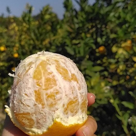 宁都县 正宗赣南脐橙