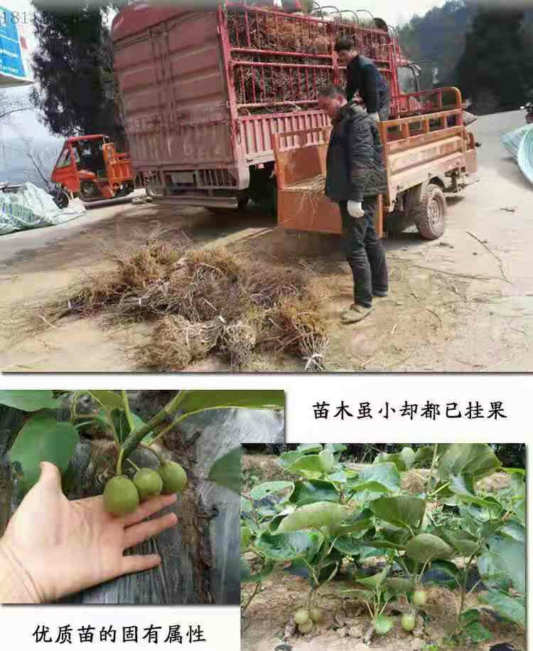 泰山一号猕猴桃苗，南北方适宜种植，基地直销三包发货