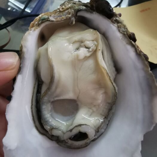 广州广州生蚝 湛江生蚝批发 广东生蚝