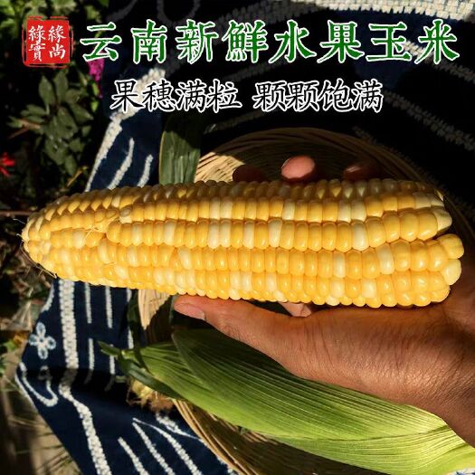 瑞丽市 【现摘现发】新鲜水果玉米 云南甜玉米棒带箱10斤包谷