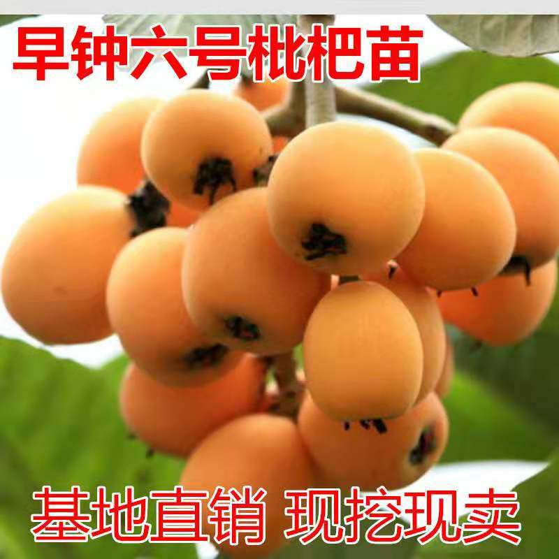 平邑县早钟6号枇杷苗  早钟六号枇杷苗，基地直销三包发货