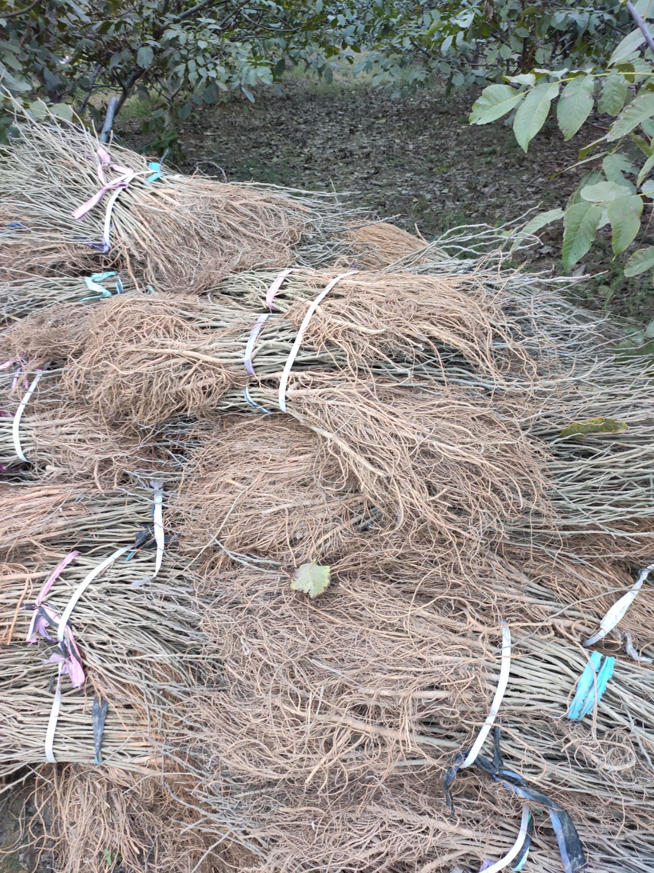  桑树苗 养蚕 高蛋白 大叶