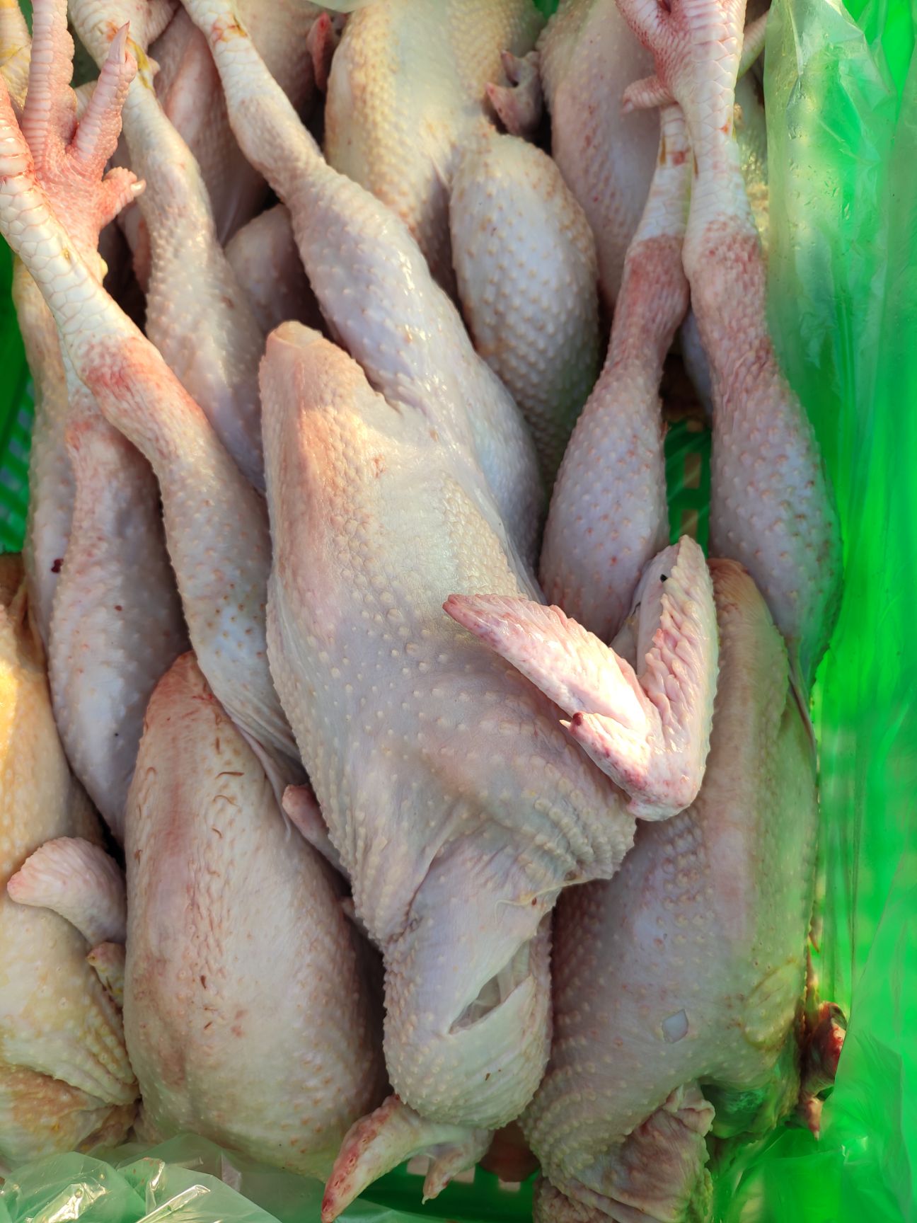 三黄鸡,白条鸡,鲜白条