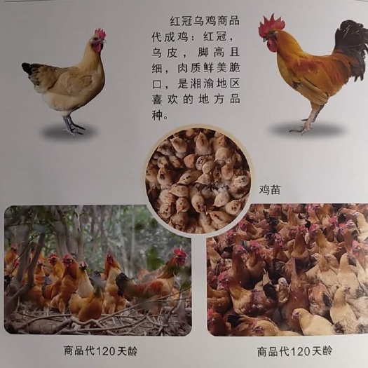 广州土鸡苗 红冠乌鸡公（100天4.5斤）