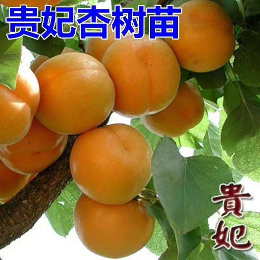 平邑县贵妃杏树苗，南北方适宜种植，基地直销三包发货
