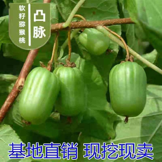 平邑县凸脉猕猴桃苗  凸脉软枣猕猴桃苗，南北方适宜种植，基地直销三包发货