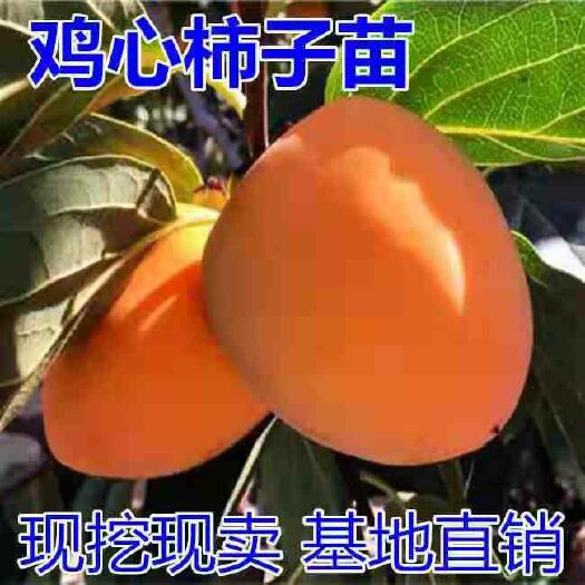 平邑县鸡心柿苗  鸡心柿子树苗，南北方适宜种植，基地直销三包发货
