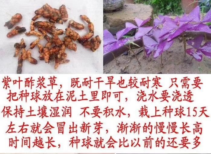 菏泽紫叶酢浆草