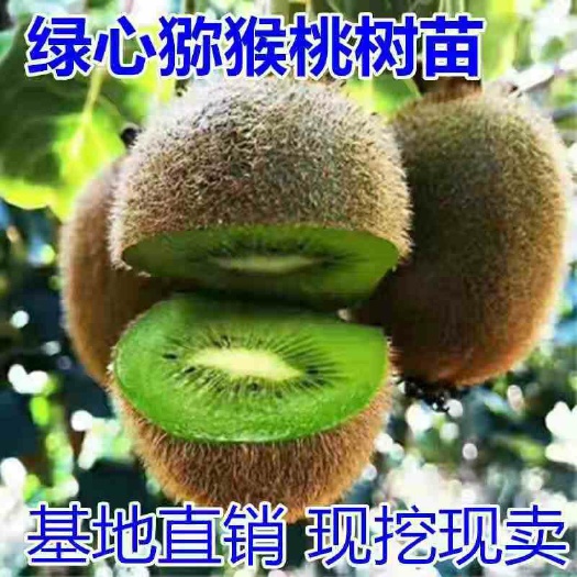 平邑县绿心猕猴桃苗，南北方适宜种植，基地直销三包发货