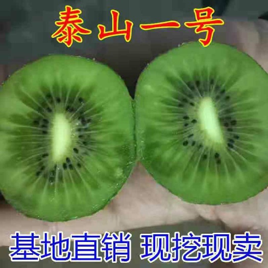 平邑县泰山一号猕猴桃苗，南北方适宜种植，基地直销三包发货