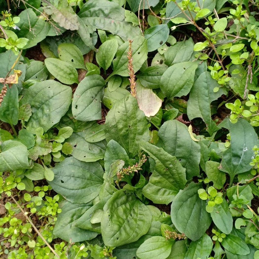 镇坪县 大量车前草