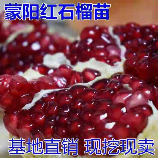 平邑县蒙阳红石榴苗，基地直销三包发货