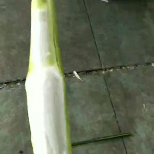 上海 精品茭白