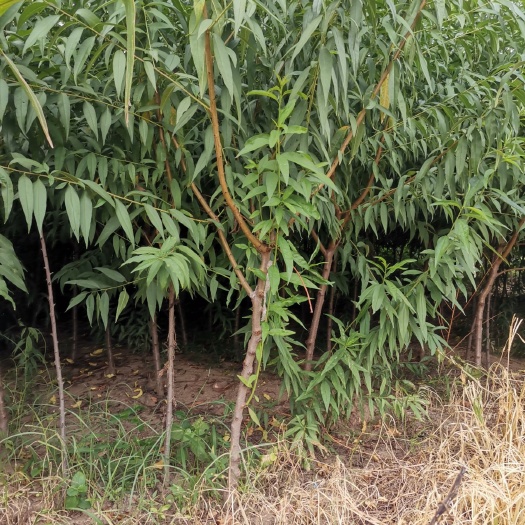 泰安山桃苗 毛桃苗 桃树实生苗