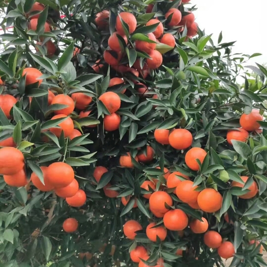 全州县东方红桔 东方红橘