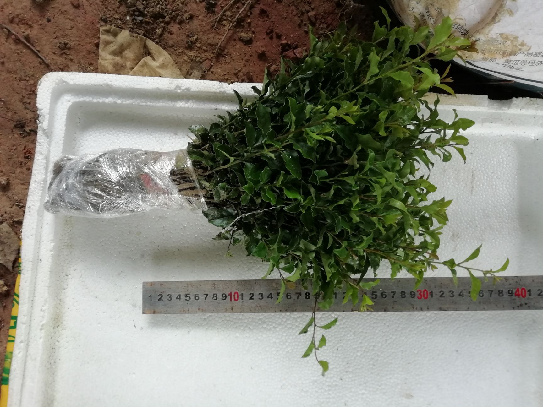 金弹子籽播树苗高度30~40厘米直销包邮造型打弯素材瓶兰花