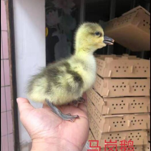 南宁马岗鹅苗 马岗鹅