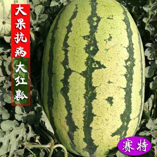 种旺赛特丰产抗病西瓜种子石头瓜大红瓤椭圆形懒汉王中熟