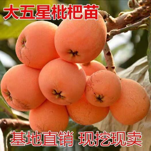 平邑县大五星枇杷苗，基地直销三包发货