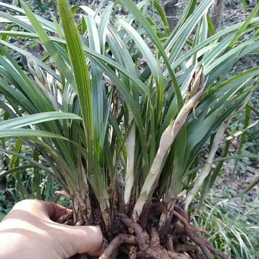 大悟县大花惠兰 不含盆