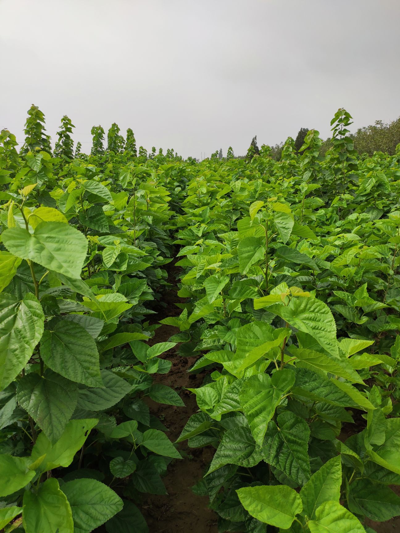  桑树苗 养蚕 高蛋白 大叶