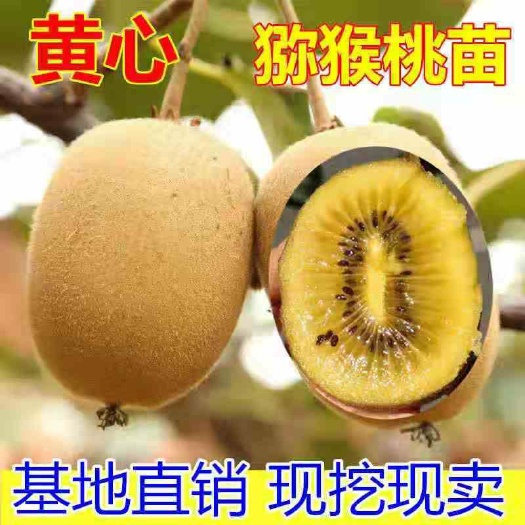 平邑县黄心猕猴桃苗，南北方适宜种植，基地直销三包发货
