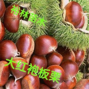 平邑县大红袍板栗苗  大红袍板栗树苗，保证每一棵都是嫁接苗，量多价格低，可实地考