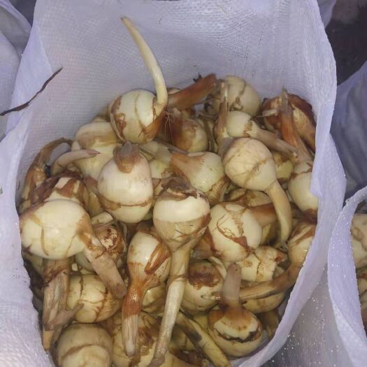 扬州白肉慈菇 50~70g