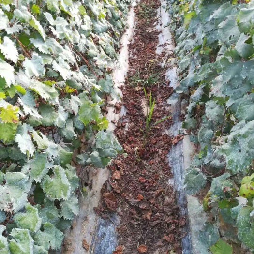 泰安 甜蜜蓝宝石葡萄苗，品种纯正，优质一级苗，提供种植技术等