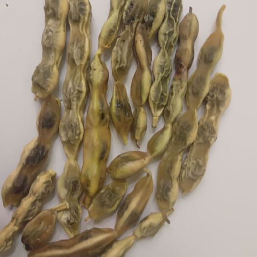 乌鲁木齐 优质槐角