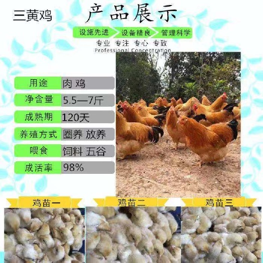 南宁三黄鸡苗 诚信交易孵化场直销一手货源，质量保证技术指导