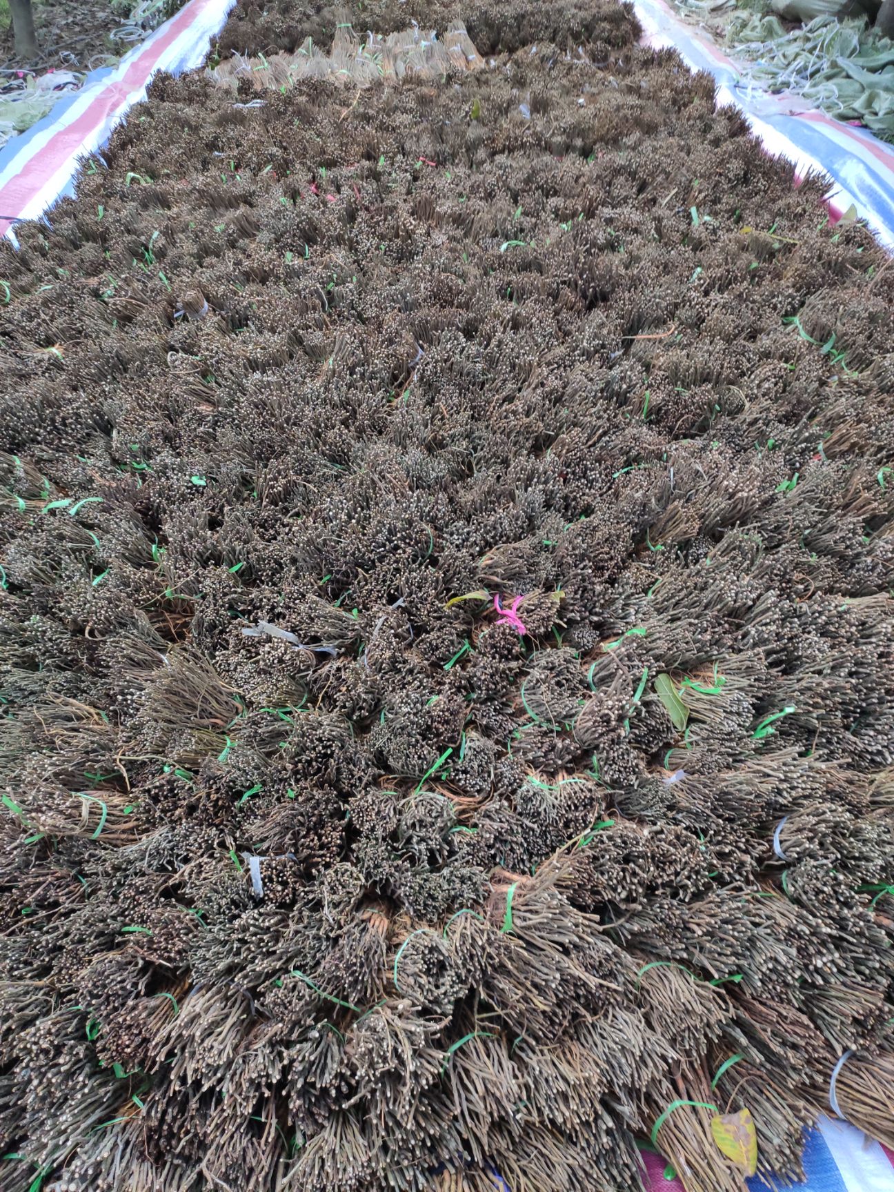  桑树苗 养蚕 高蛋白 大叶