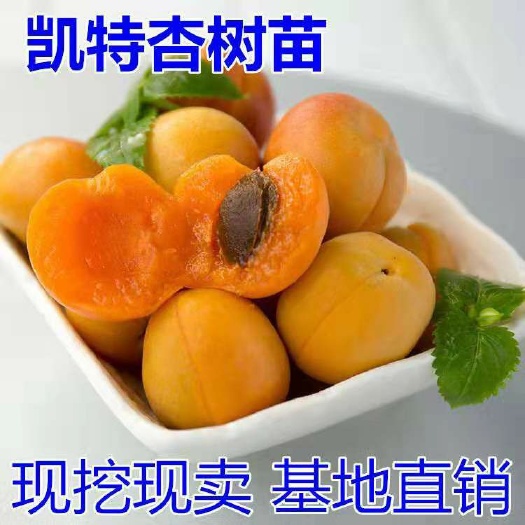 平邑县凯特杏苗  凯特杏树苗，南北方适宜种植，基地直销三包发货