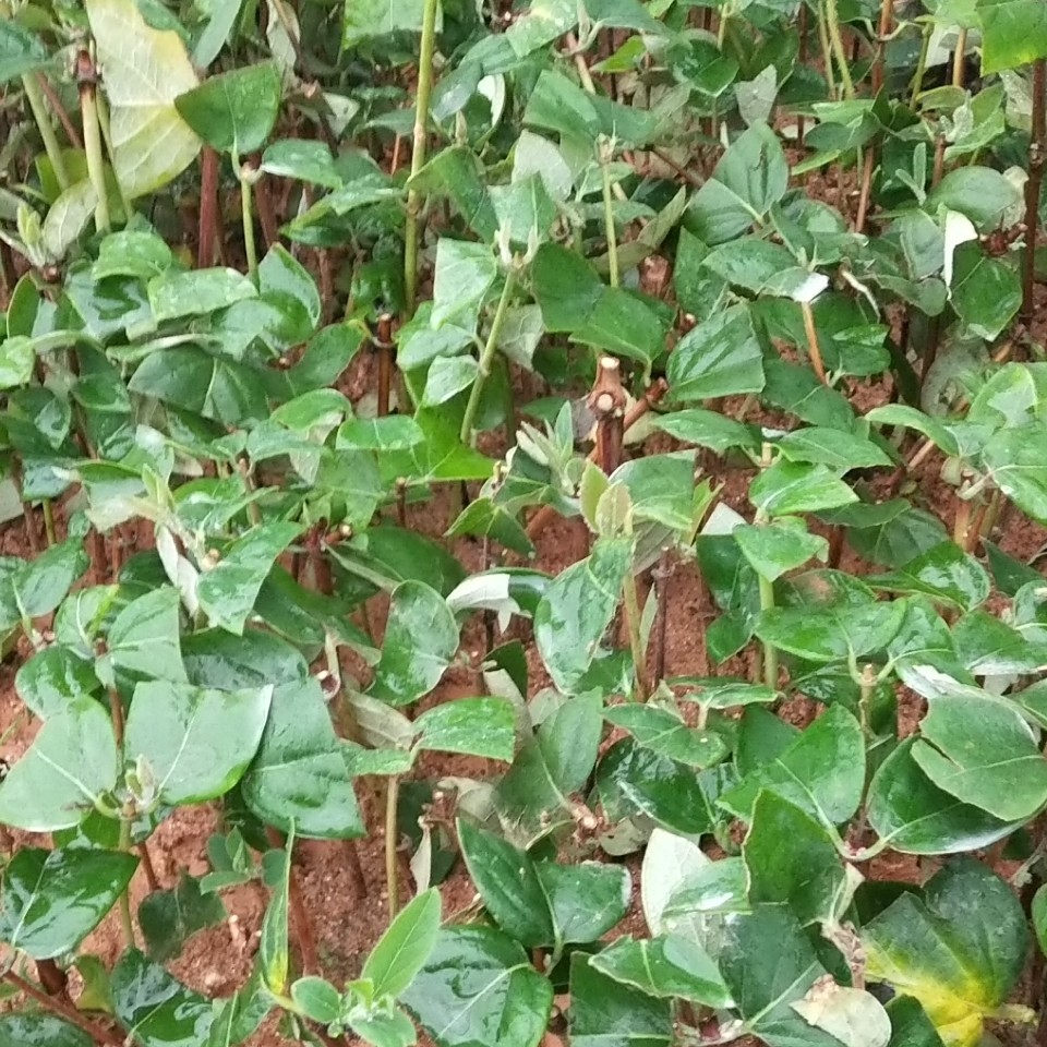 湘蕾金银花苗 湘蕾金银花种苗【顺丰包邮】嫁接苗扦插苗