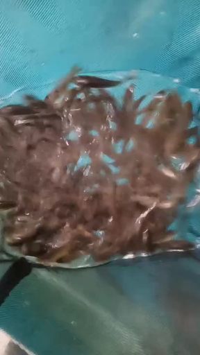 安顺 八至十公分的草鲤鱼苗及成品鱼