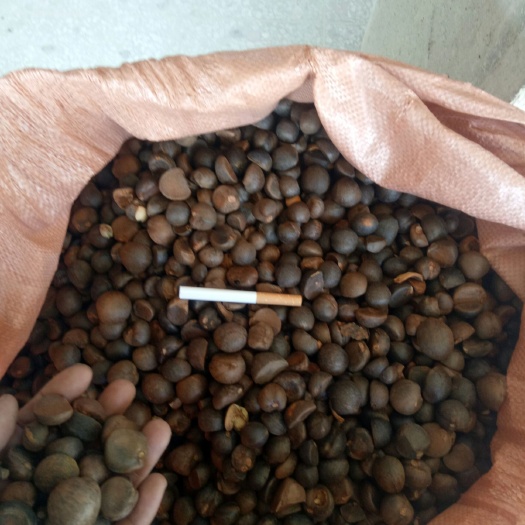 会同县高山野生茶 野生茶籽！！干度好油率高