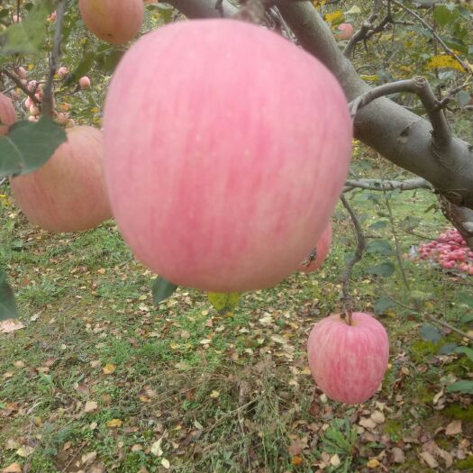 礼县红富士苹果 甘肃红富士