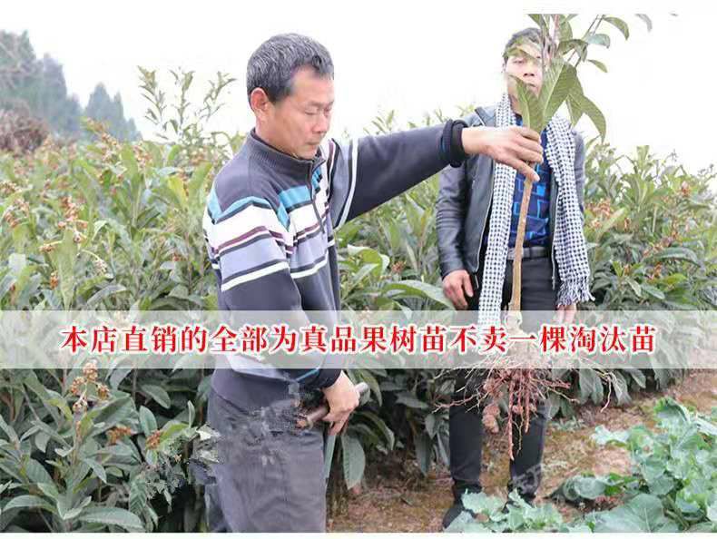 大五星枇杷苗，基地直销三包发货