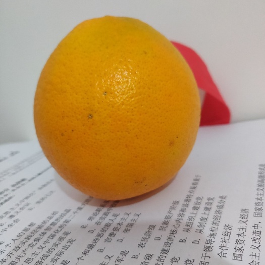毕节甜橙 鹅蛋橙
