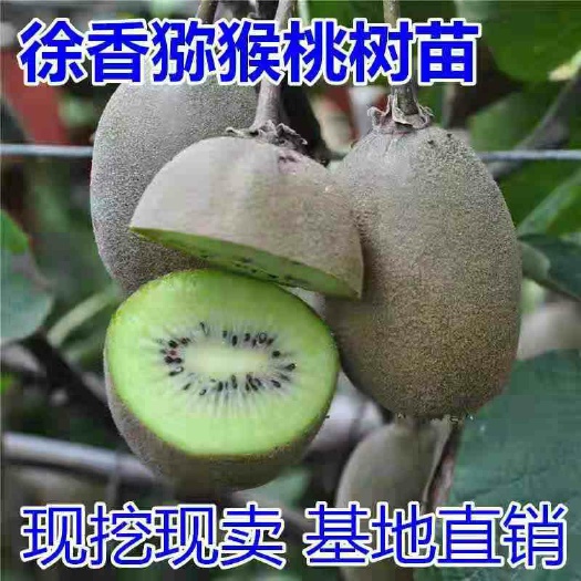 平邑县徐香猕猴桃苗，南北方适宜种植，基地直销三包发货
