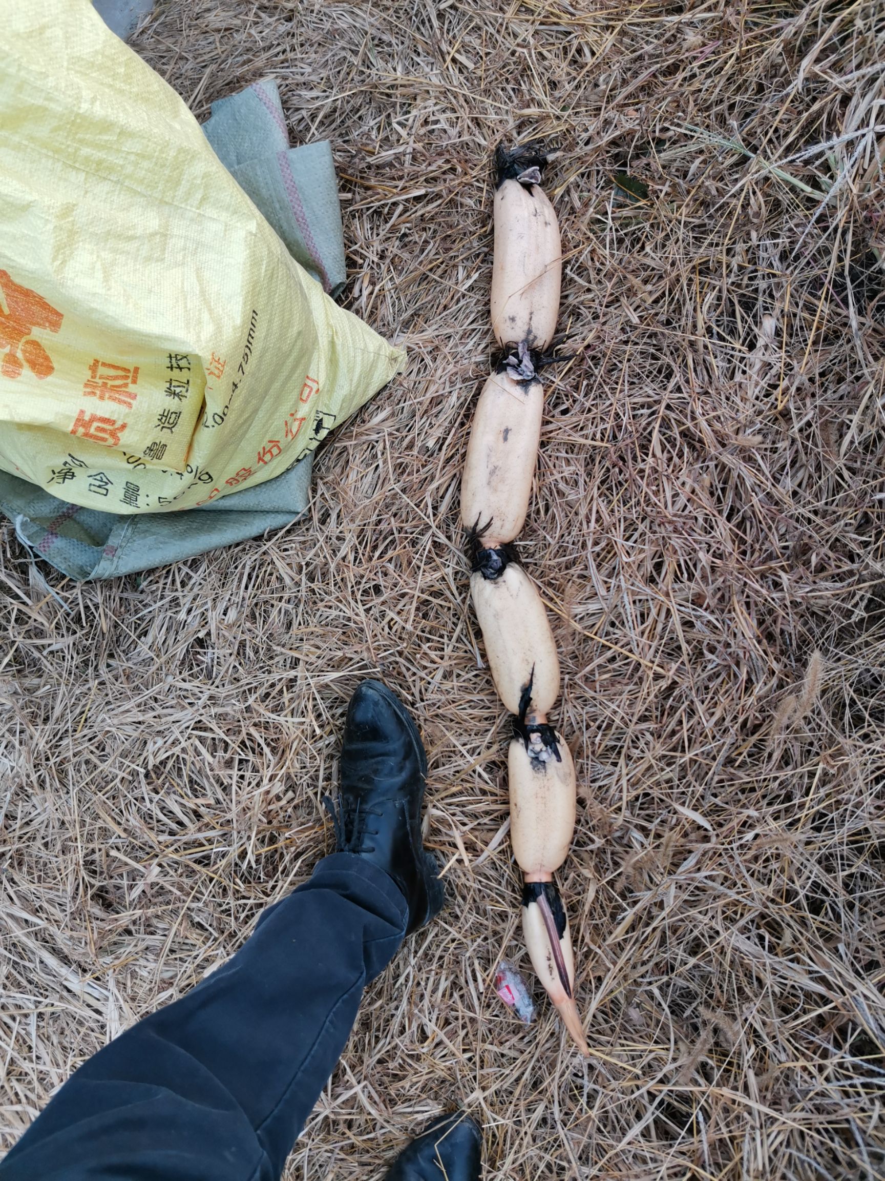 宝应莲藕 15~20cm 7-9cm