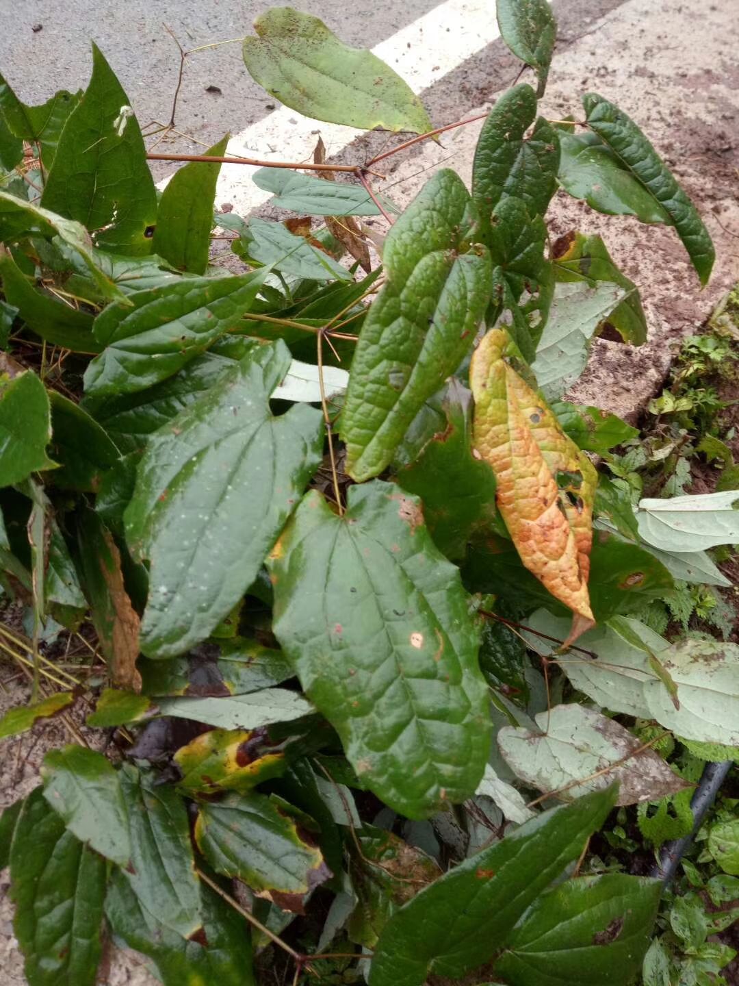 淫羊藿种苗  淫羊藿苗大量供应上亿株，成年苗整株