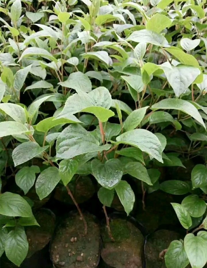  耐软枣猕猴桃苗