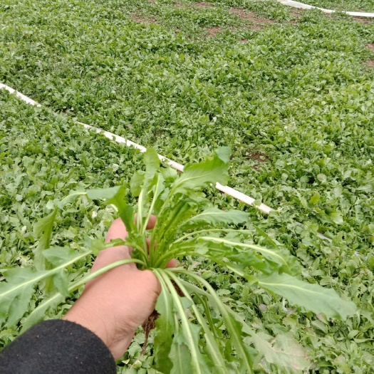 虞城县散叶荠菜 田间地头现挖现卖