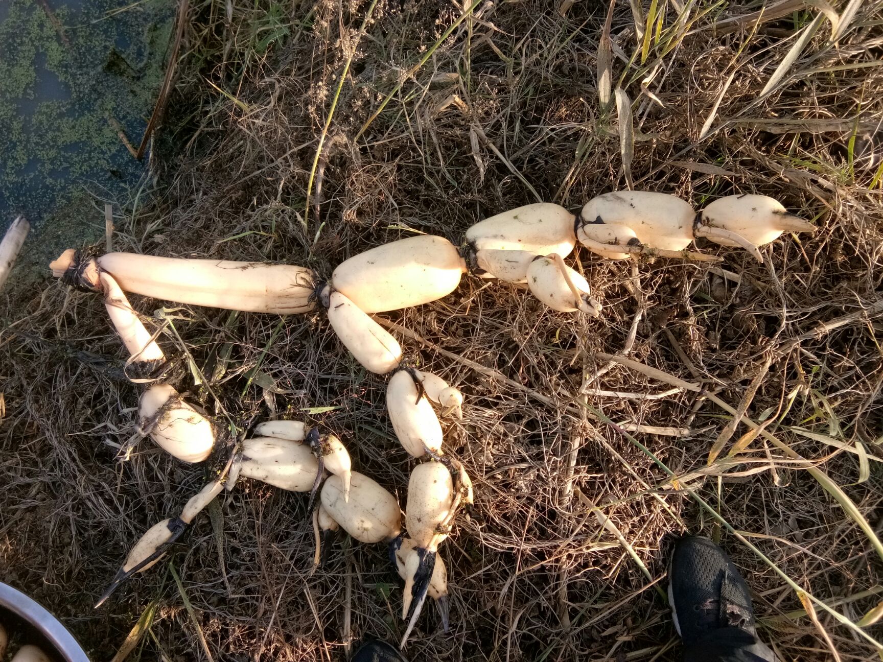 鄂莲6号 鄂莲 无水锈 节圆润 饱满