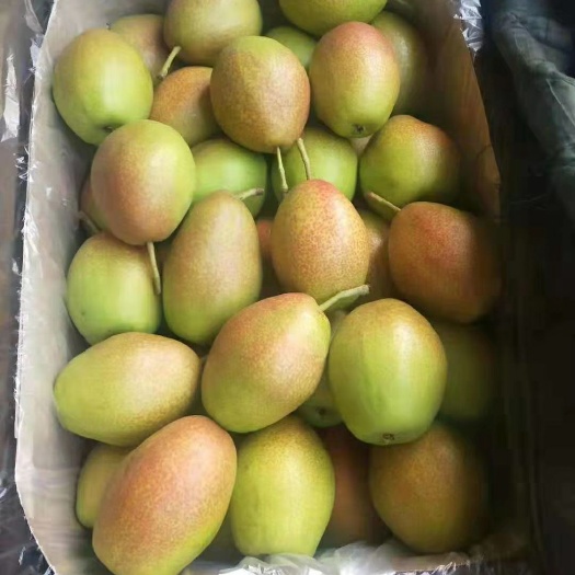 蒲城县香梨  红香酥