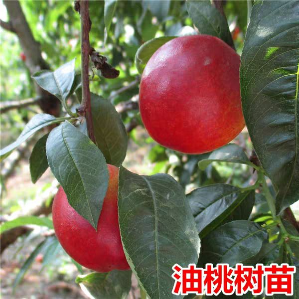  油桃树苗可签约包成活包结果包邮